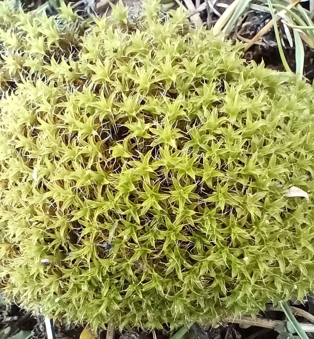 Moss in our garden