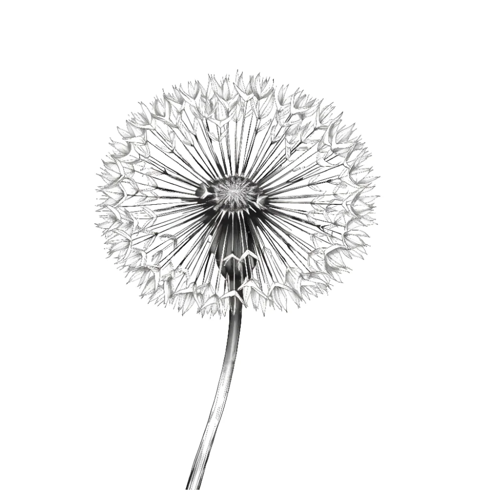 Dandelion 