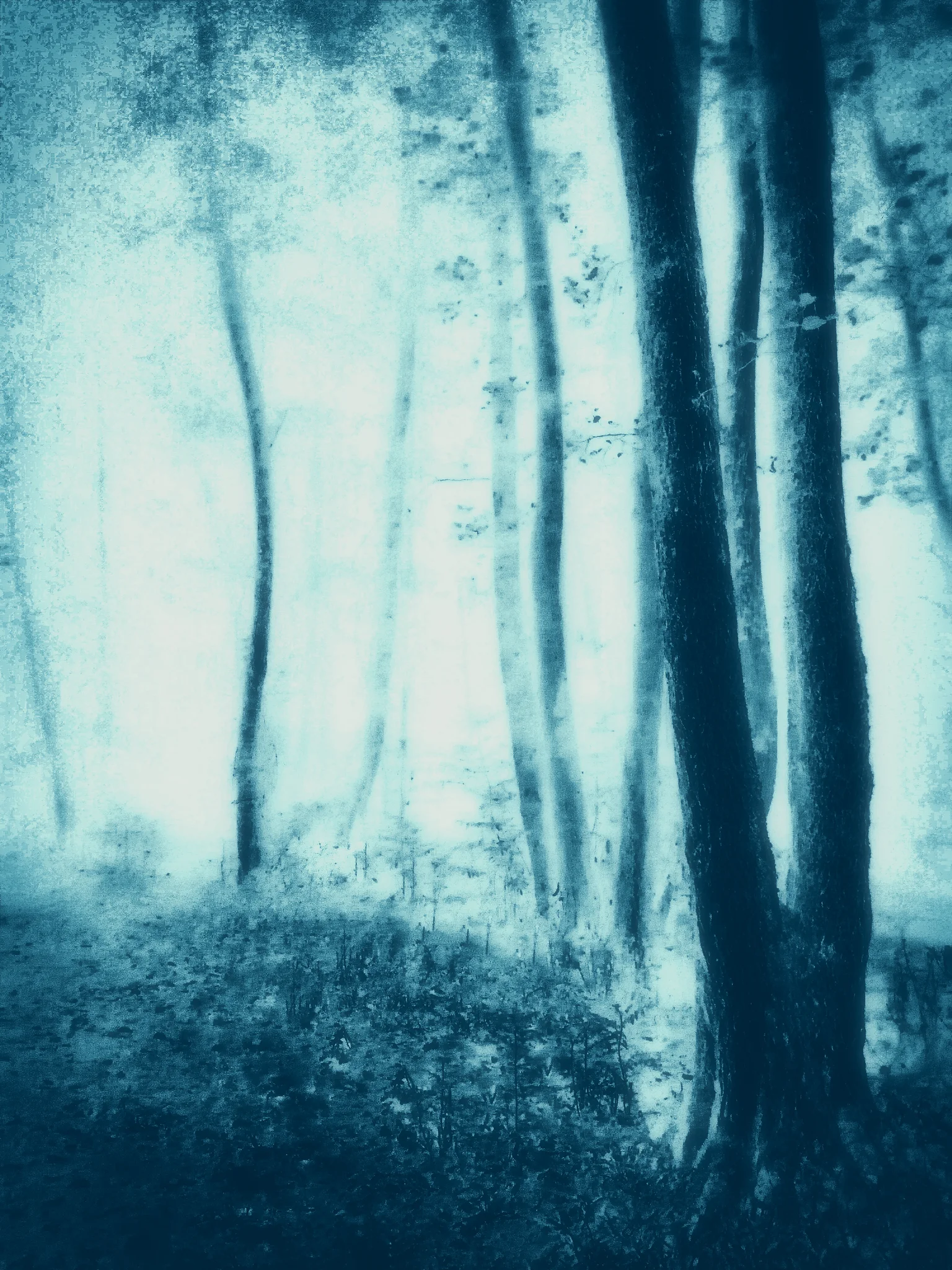 The Forest Fading in Time