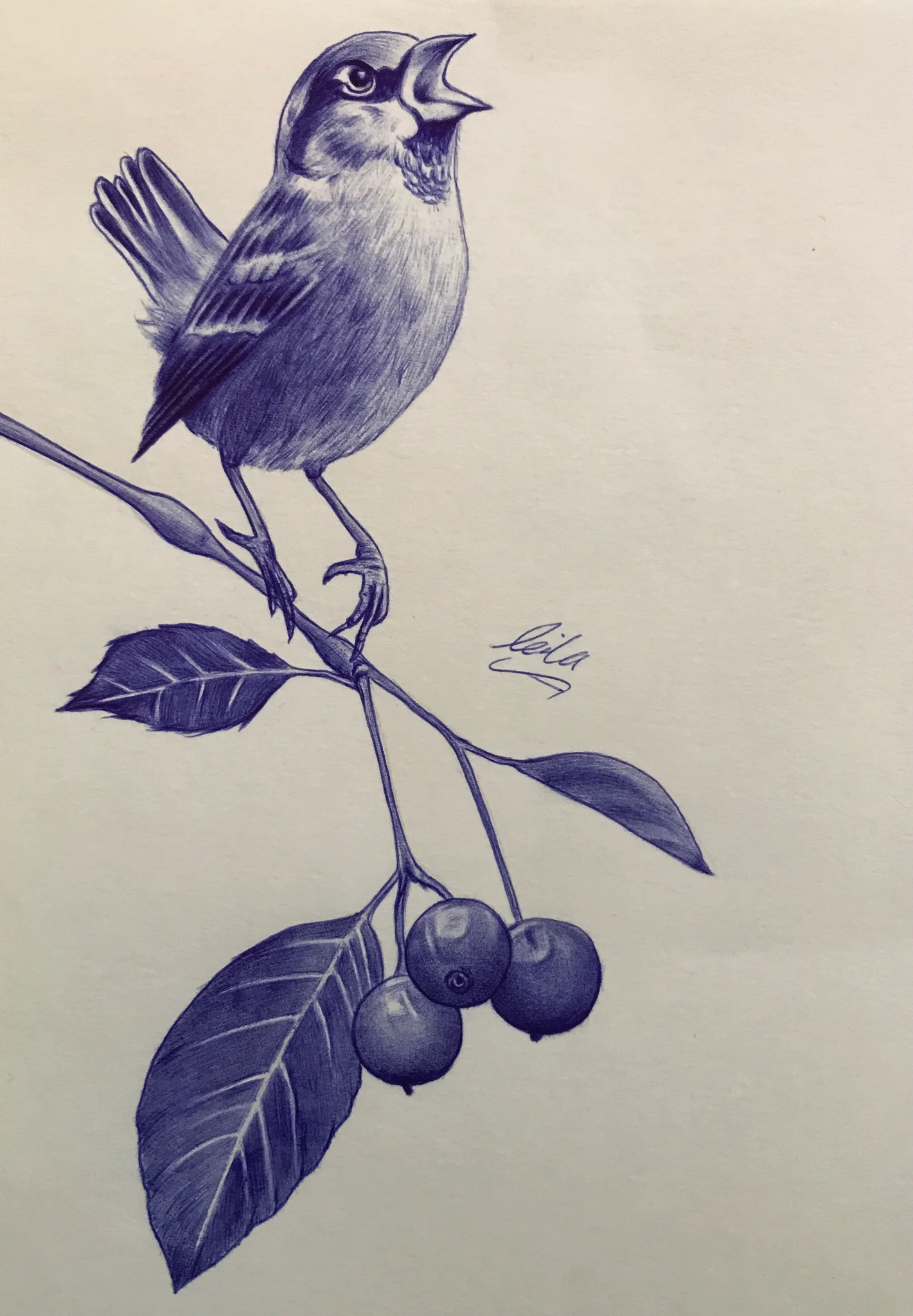 Bird 