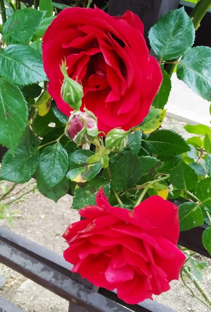 F01 Rose of Ascension NFT