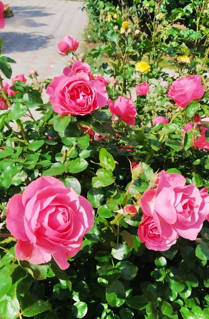 F02 Sunlit Pink Rose Haven NFT