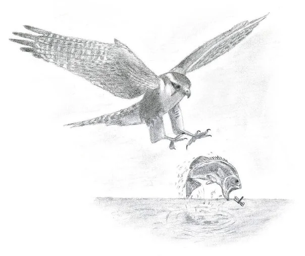 FOOD CHAIN