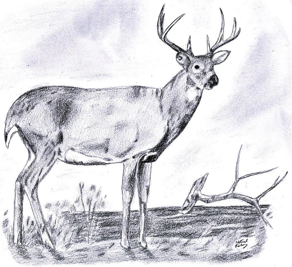 THE BUCK