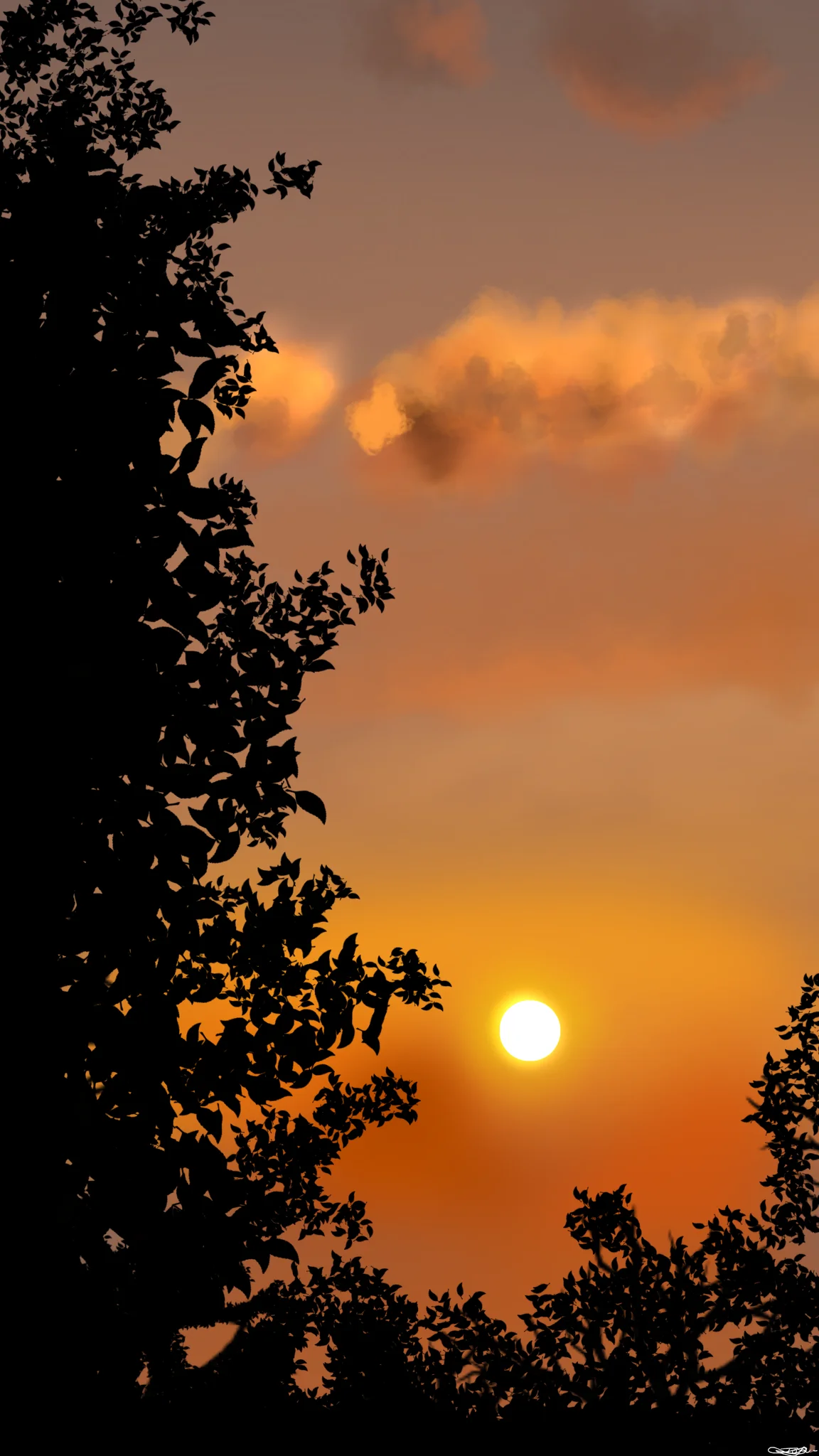 Amber Canopy
