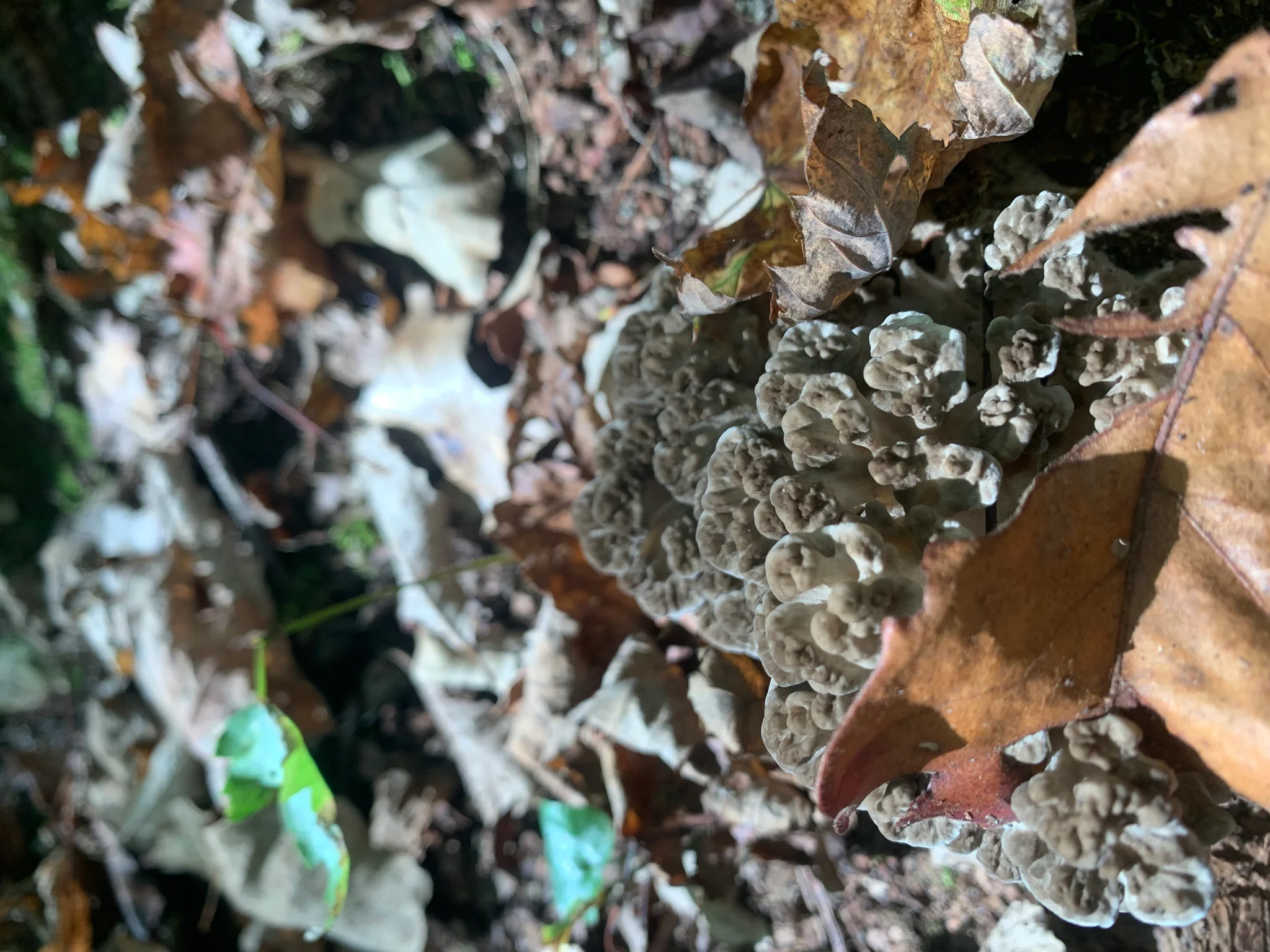 Hen of the Woods (Grifola frondosa)
