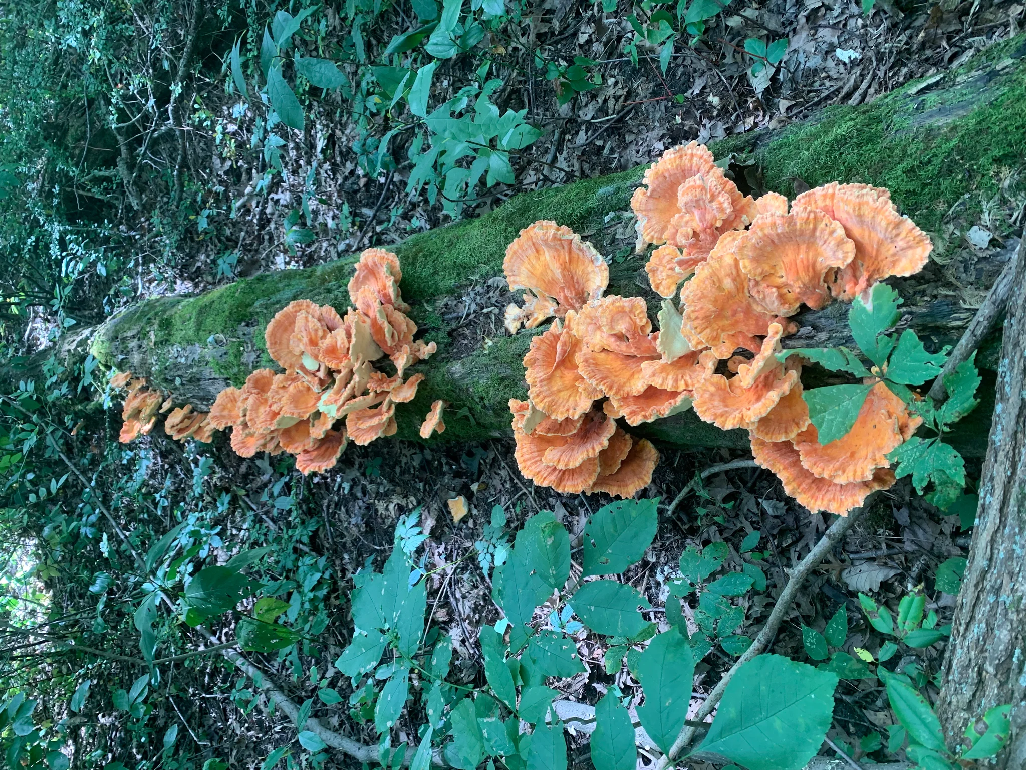 Chicken of the Woods (Laetiporus cincinnatus)