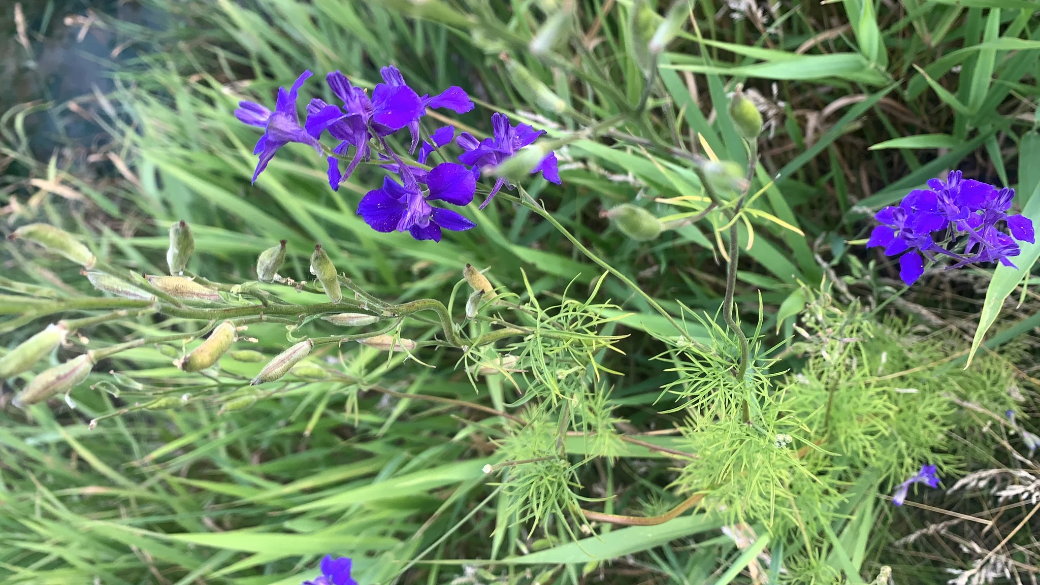 Giant Larkspur (Consolida ajacis)