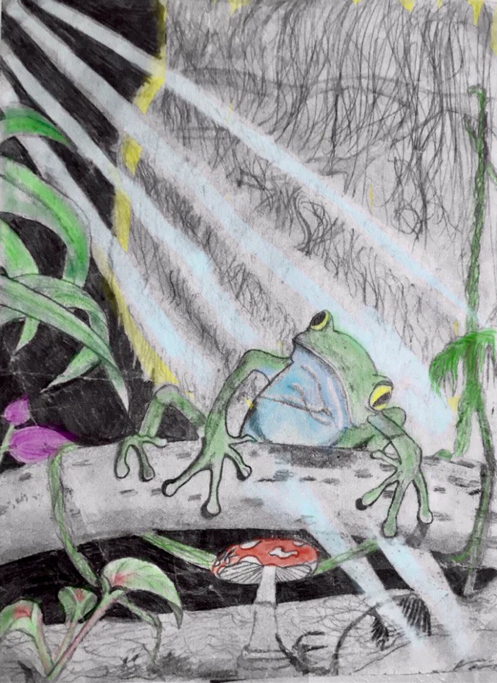 Frog in the Forest