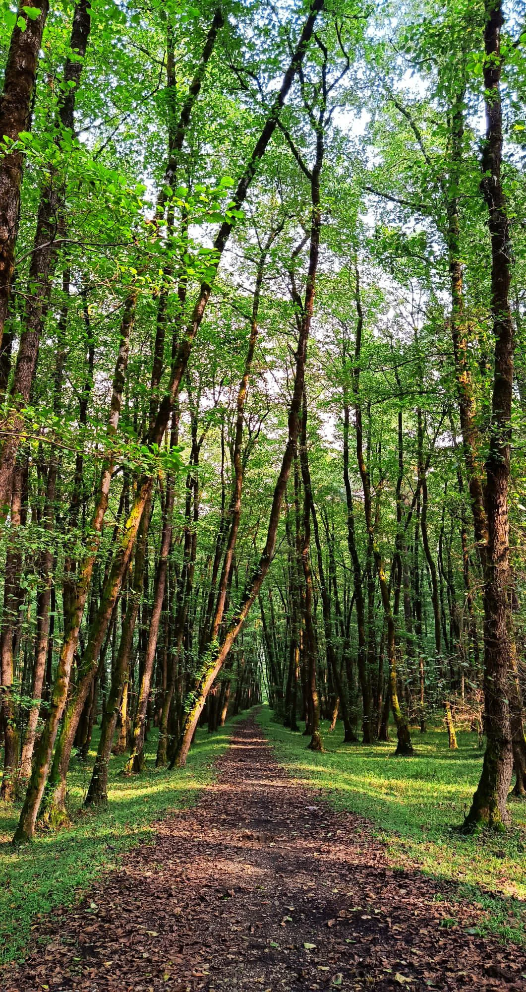 Forest