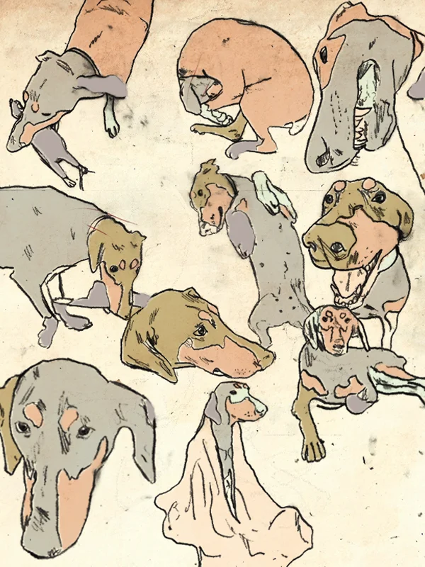 dog study