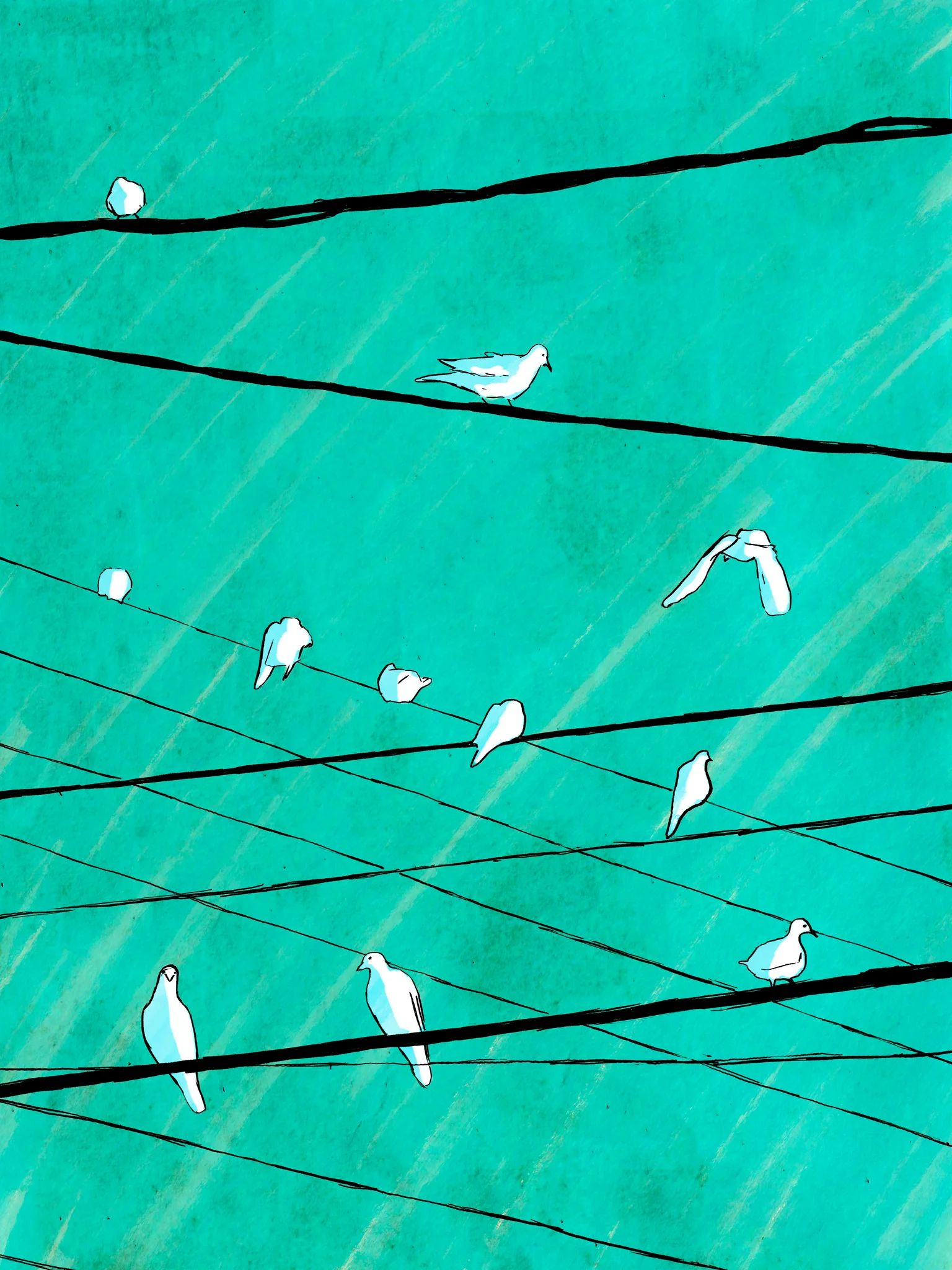 Pigeons And Wires
