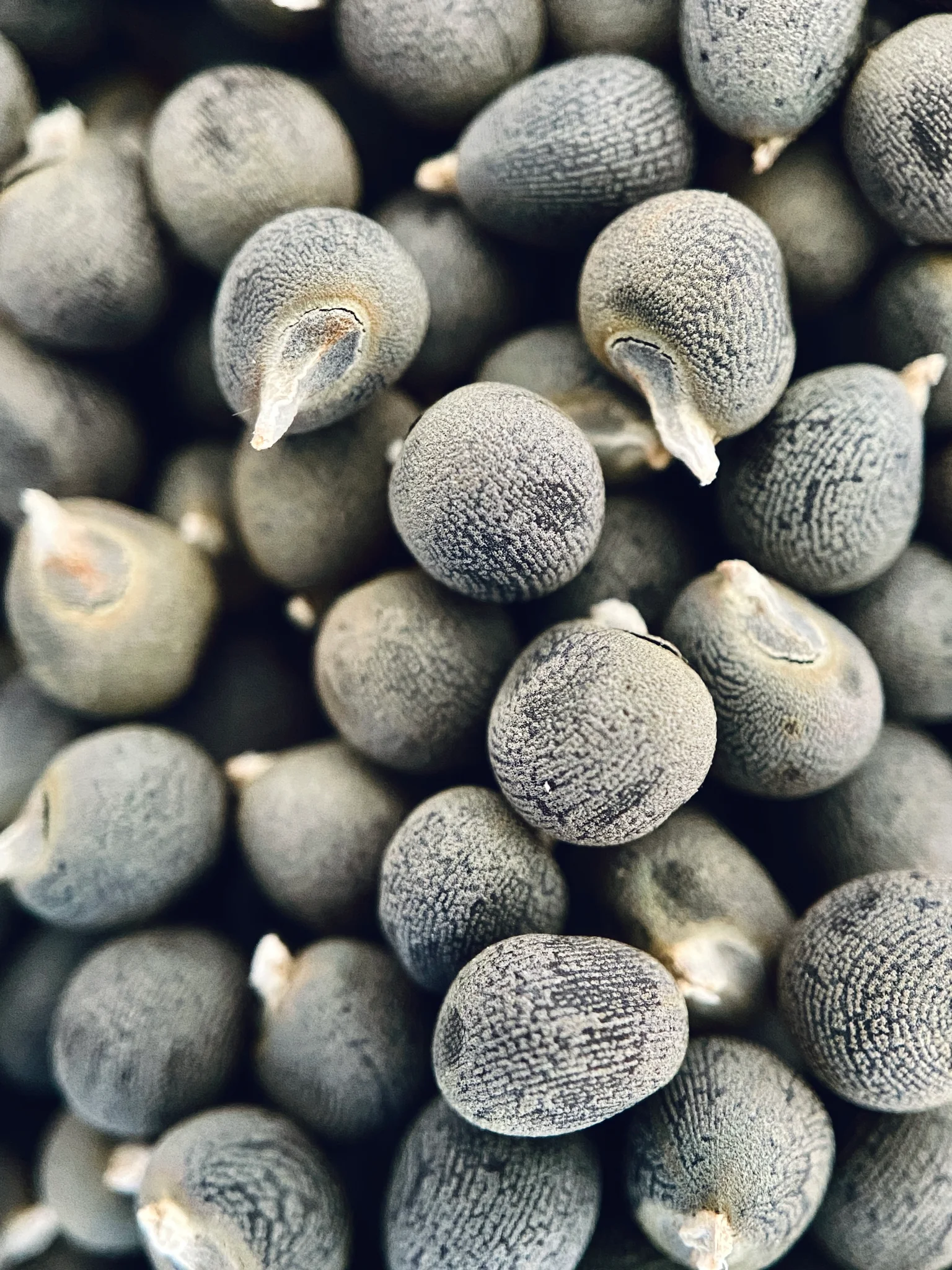 Okra Seeds