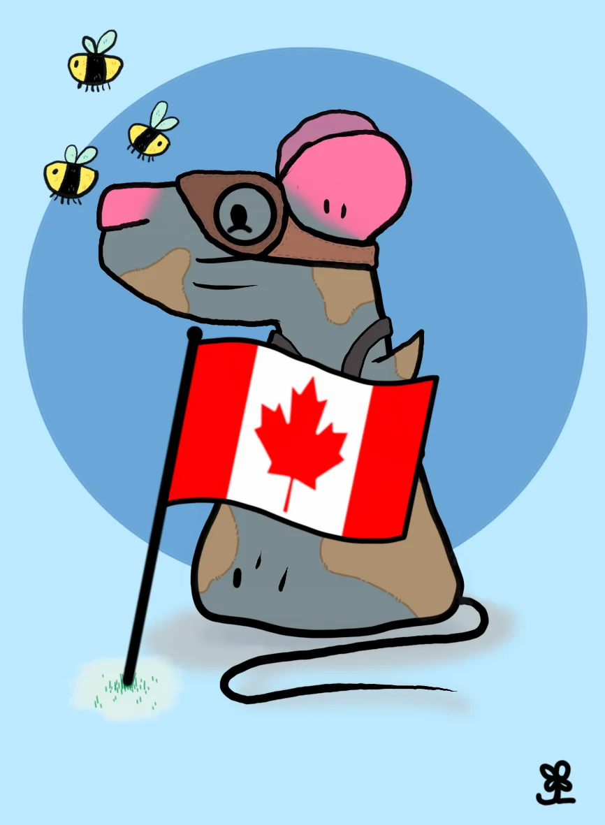 AFA Rattie AD#481