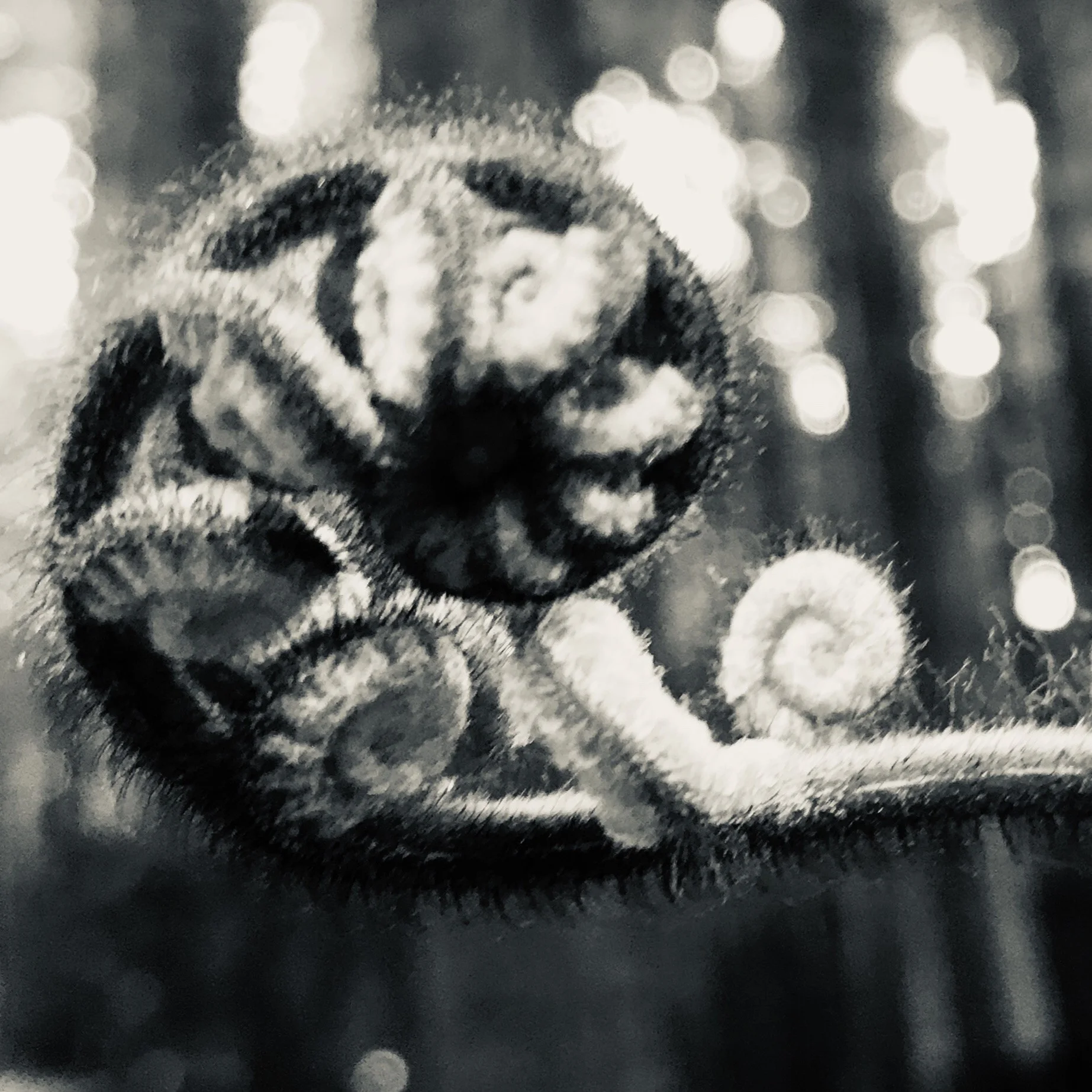 Koru — The Spiral of Life