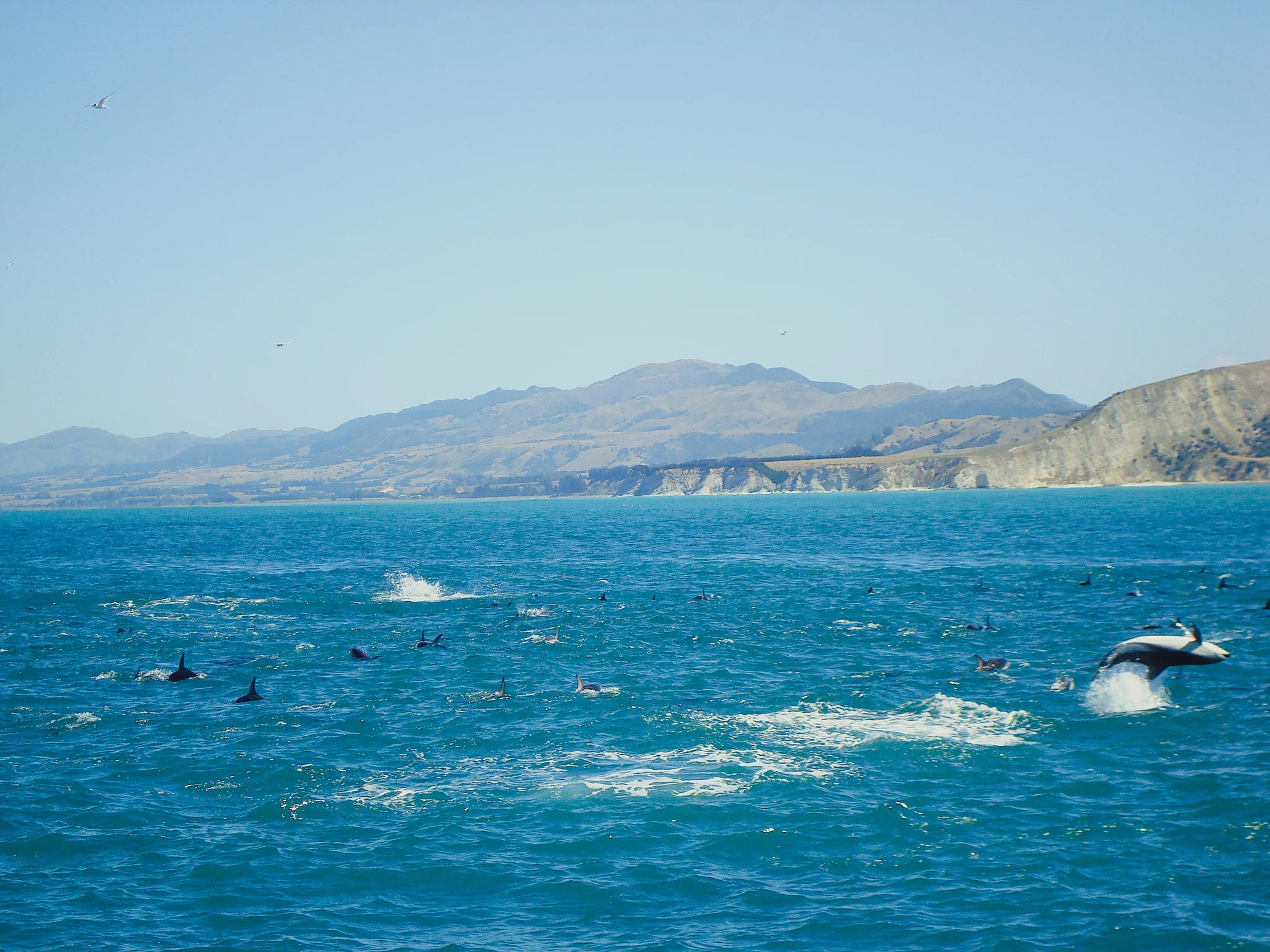 The Dusky Dolphins