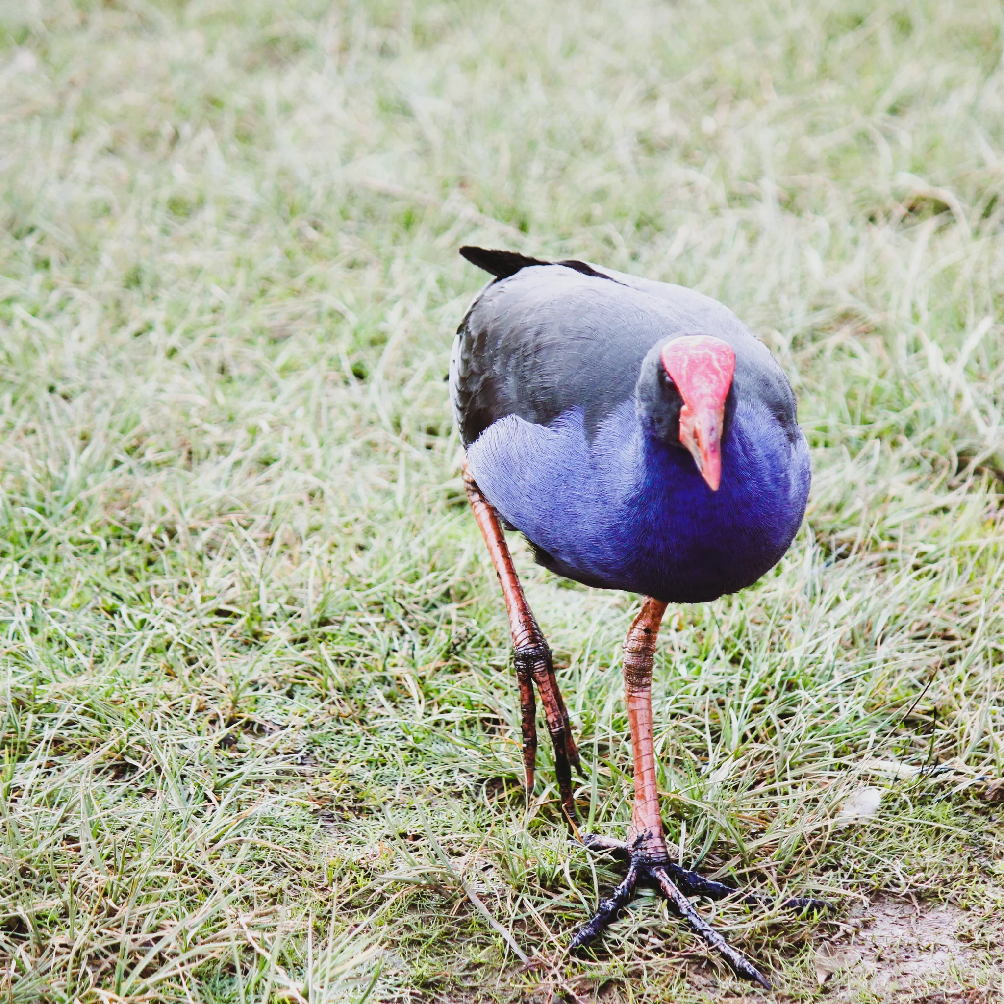 The Pūkeko