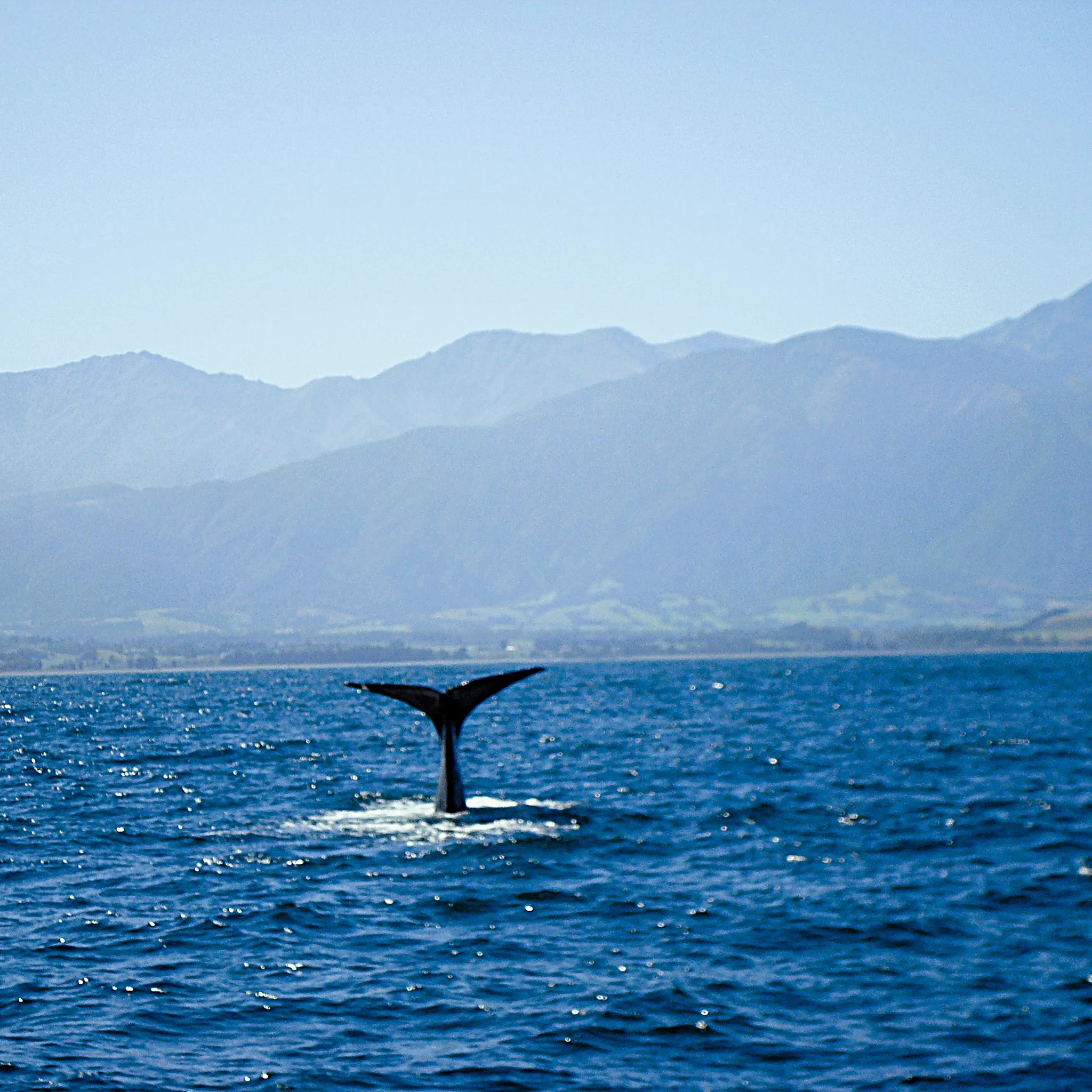 Te Hiku o te Tohorā — The Tail of the Whale