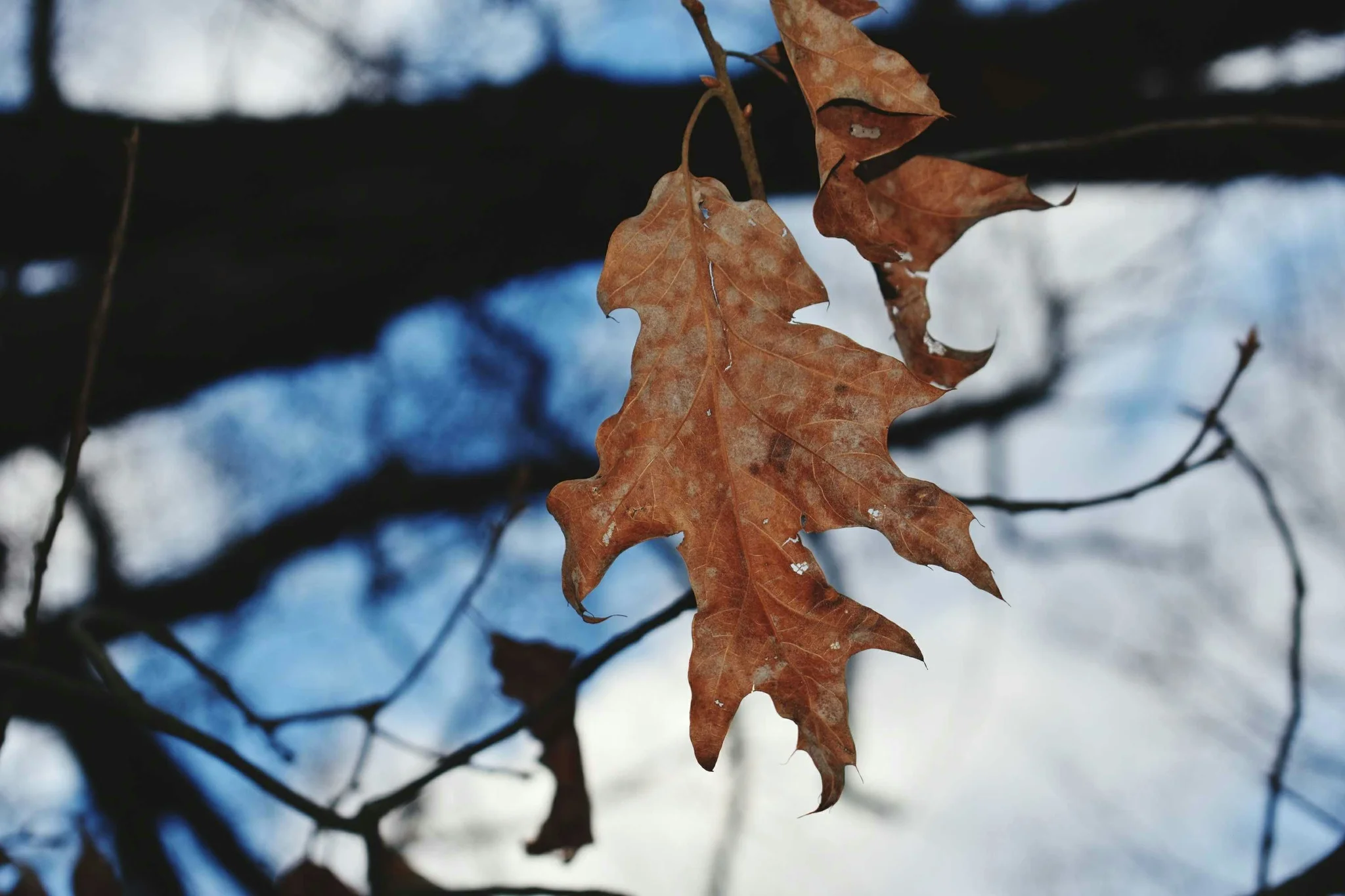 Southern Fall