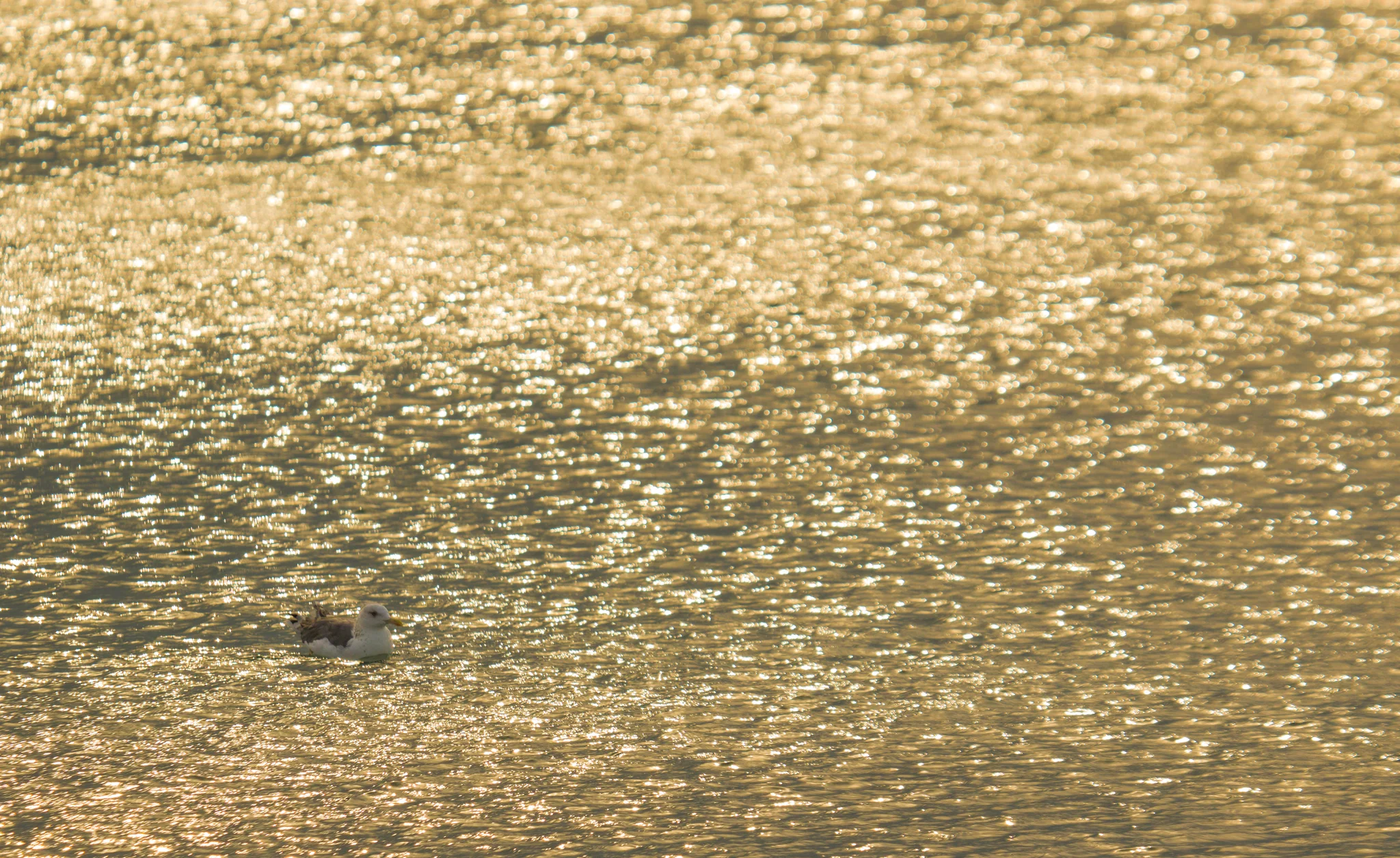 Floating Dream