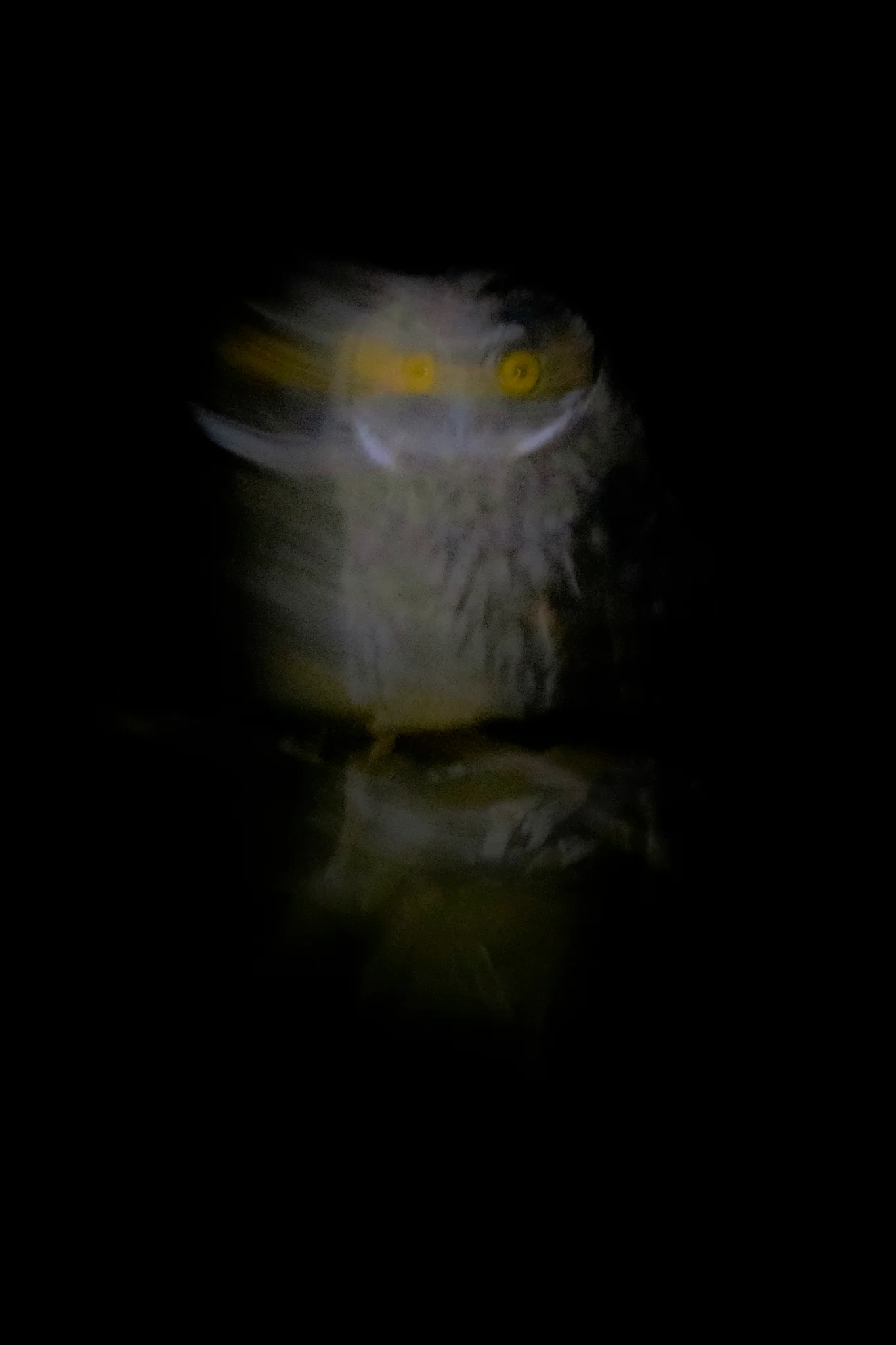 Spirit of Darkness
