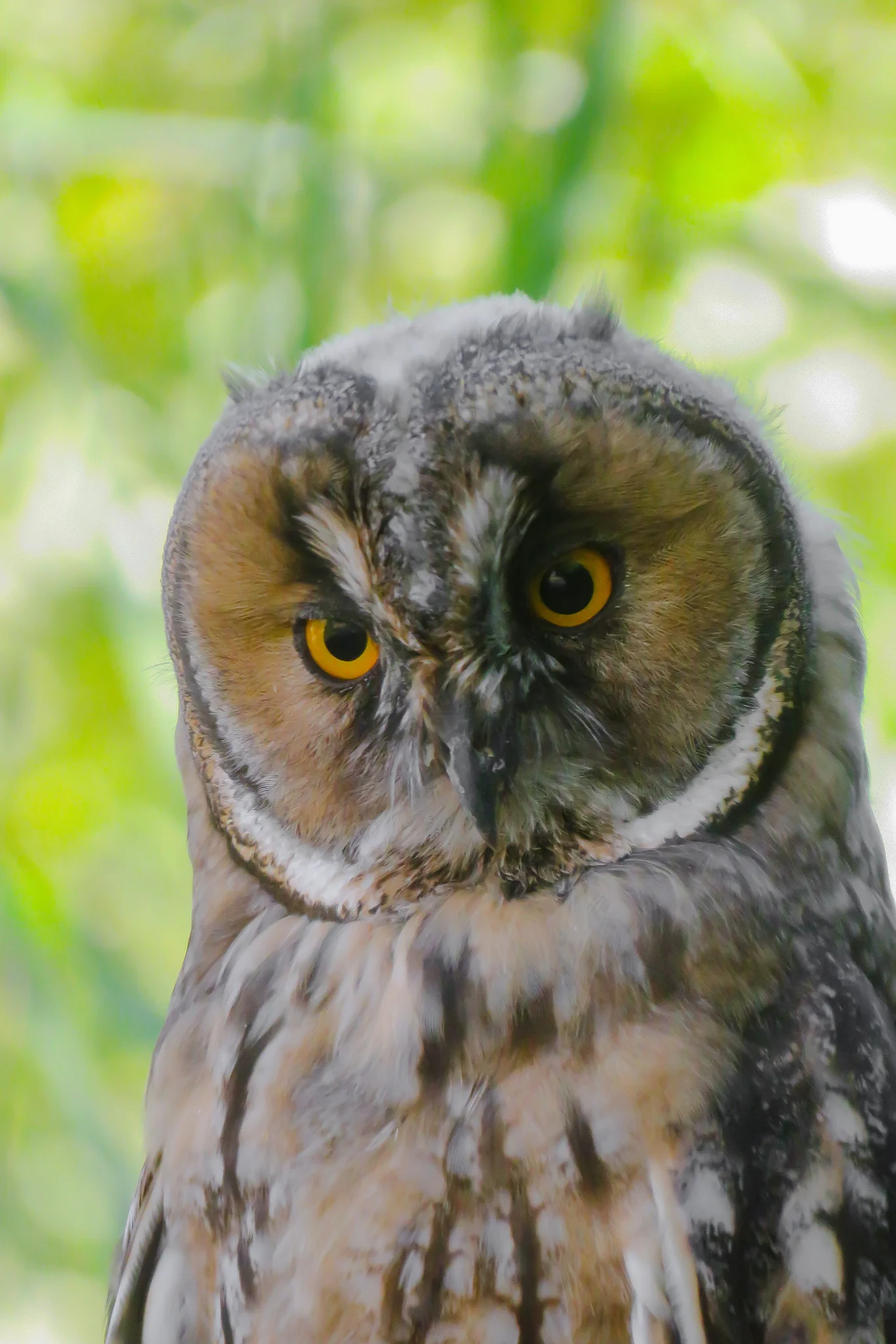 Long-eared Owl