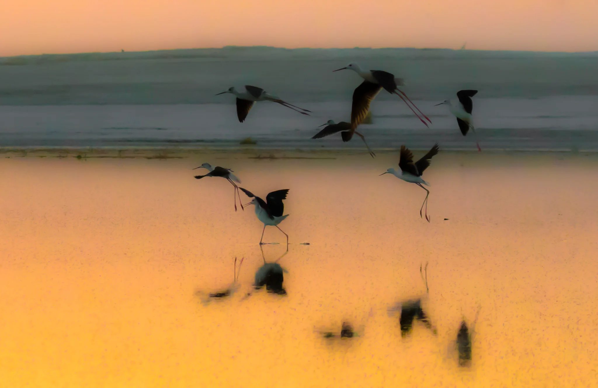 Bird Ballet