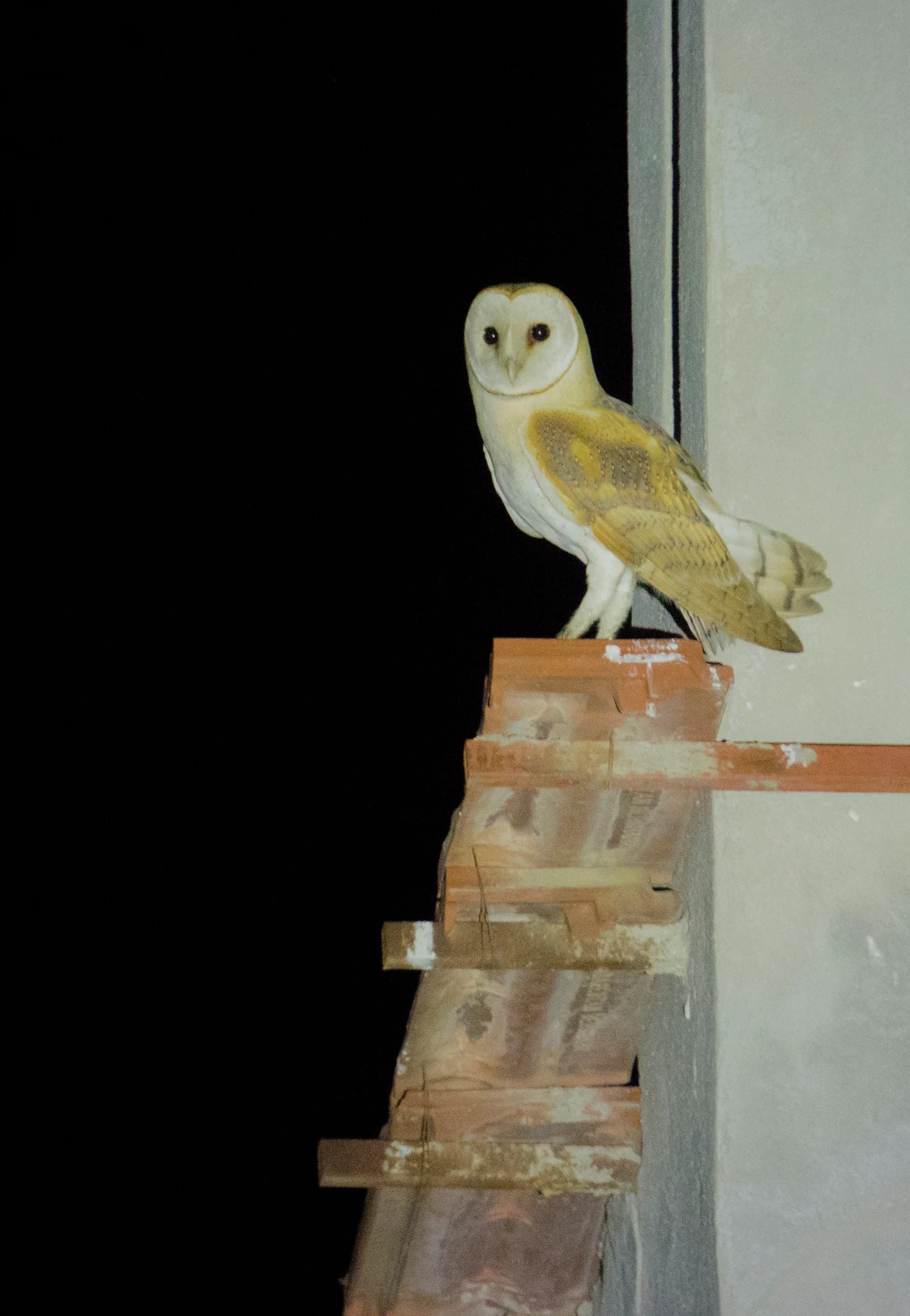 Night Watcher