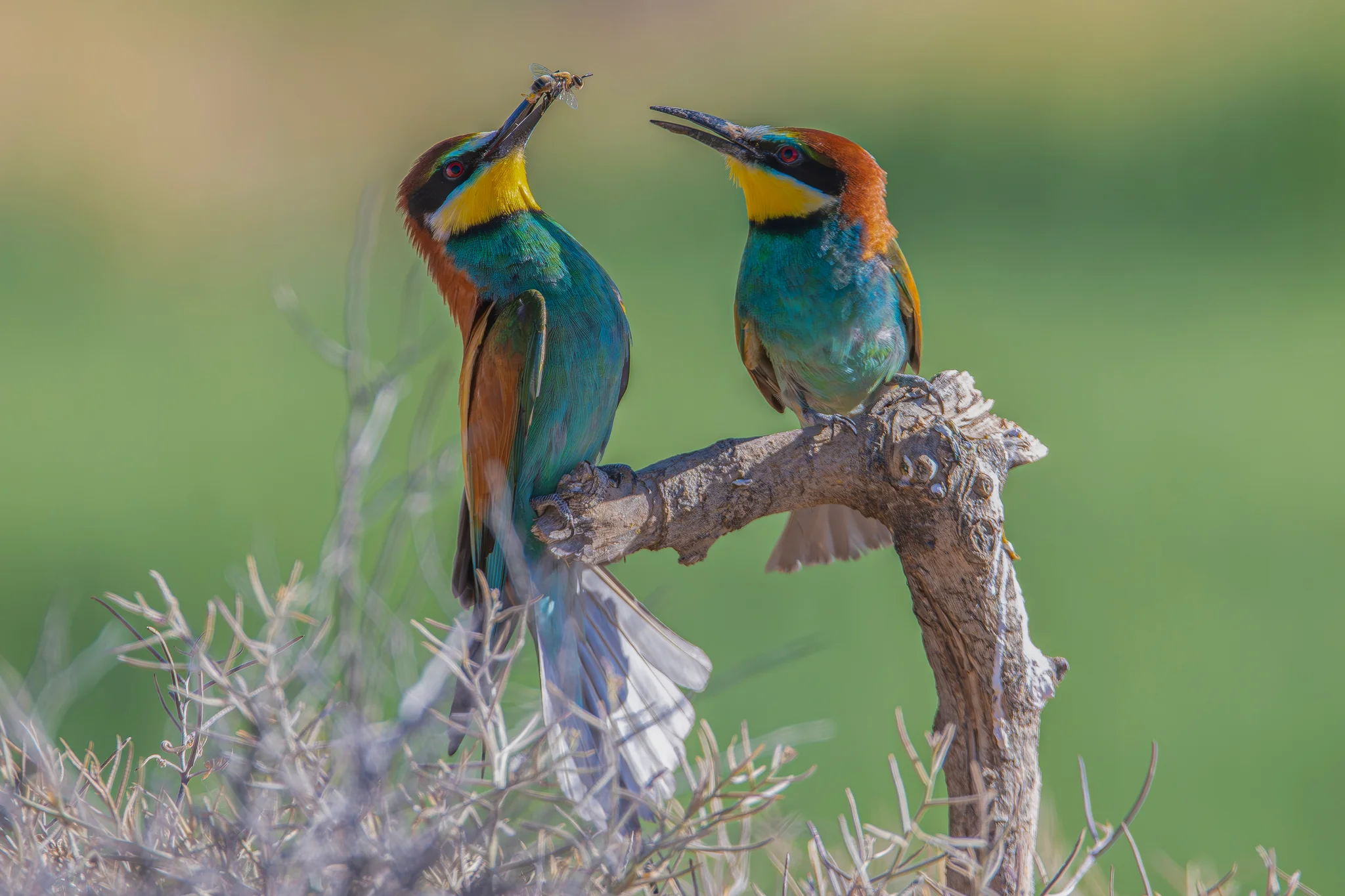 bee eater