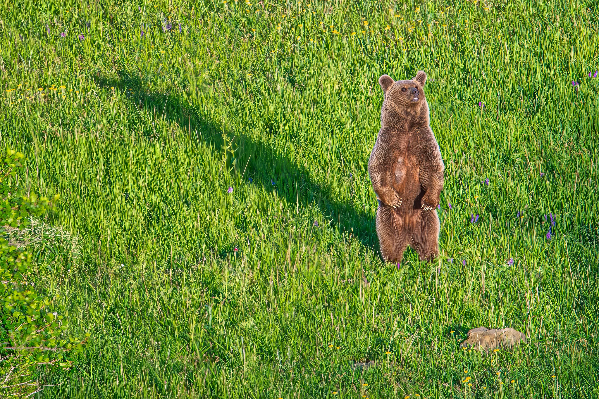 Brown bear