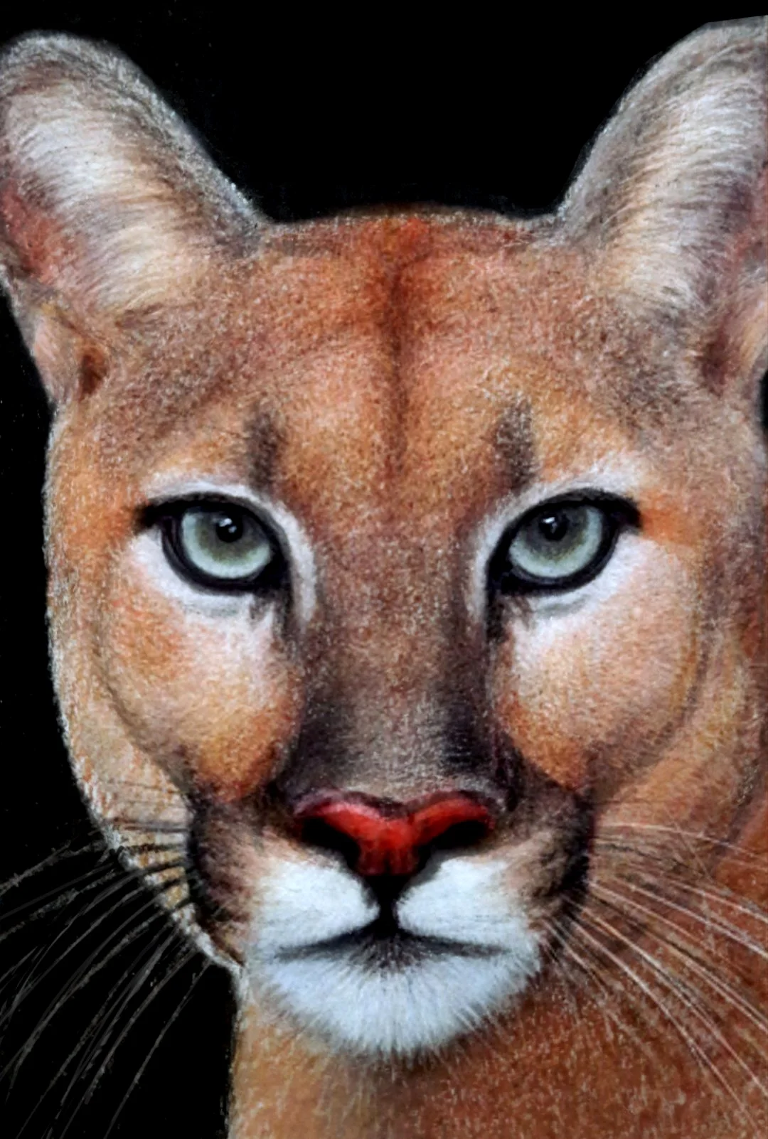 mountain lion