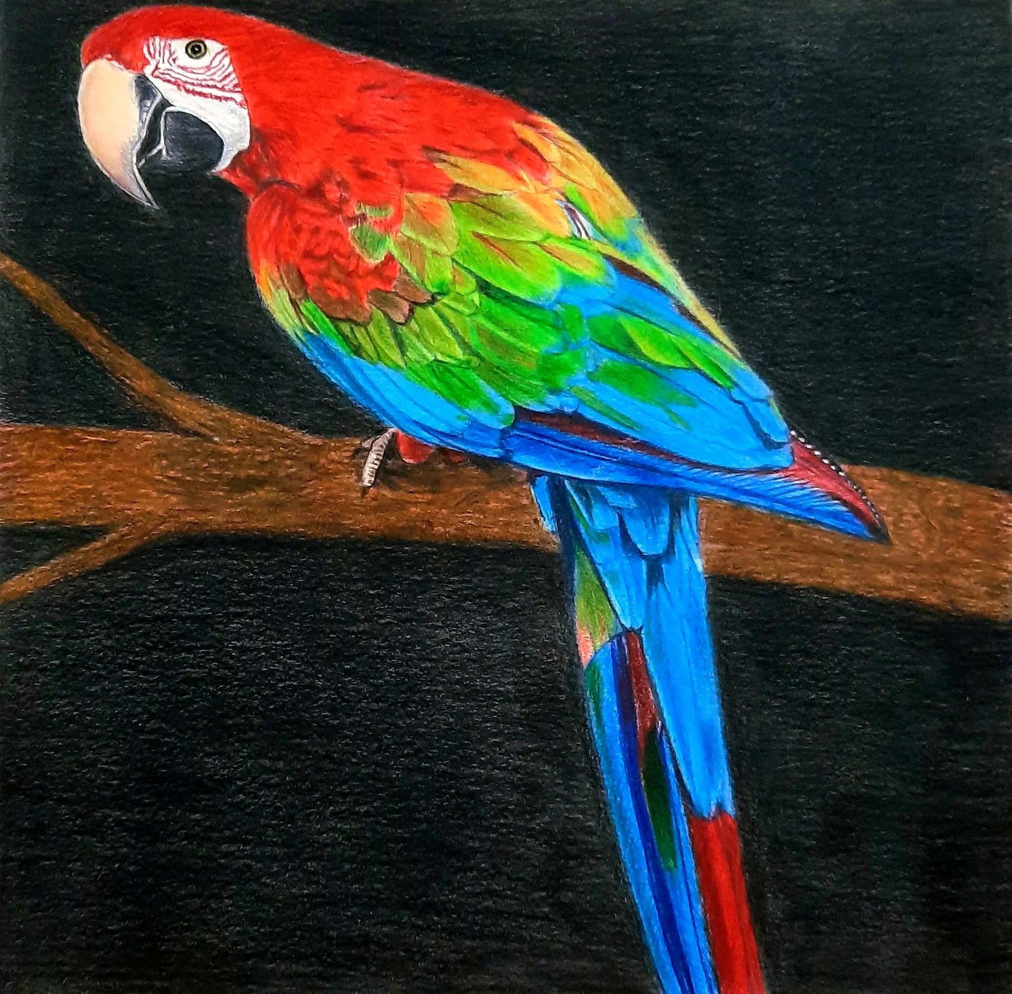 Macaw 