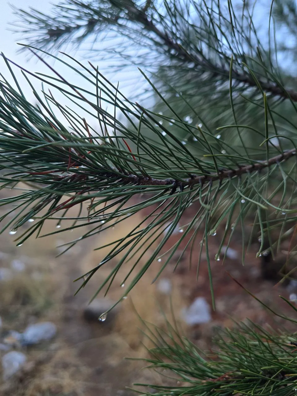 Pine Breath