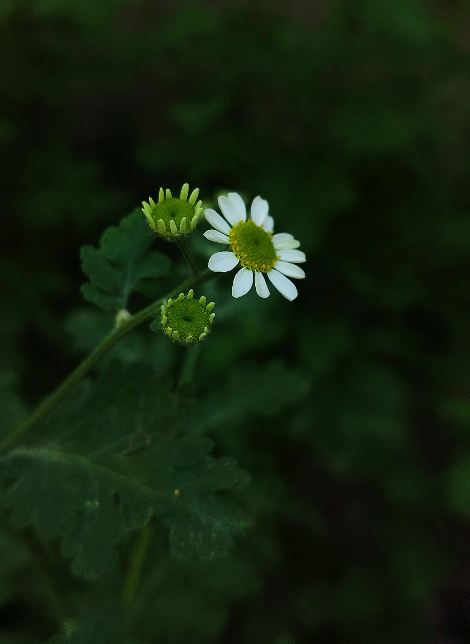 Light