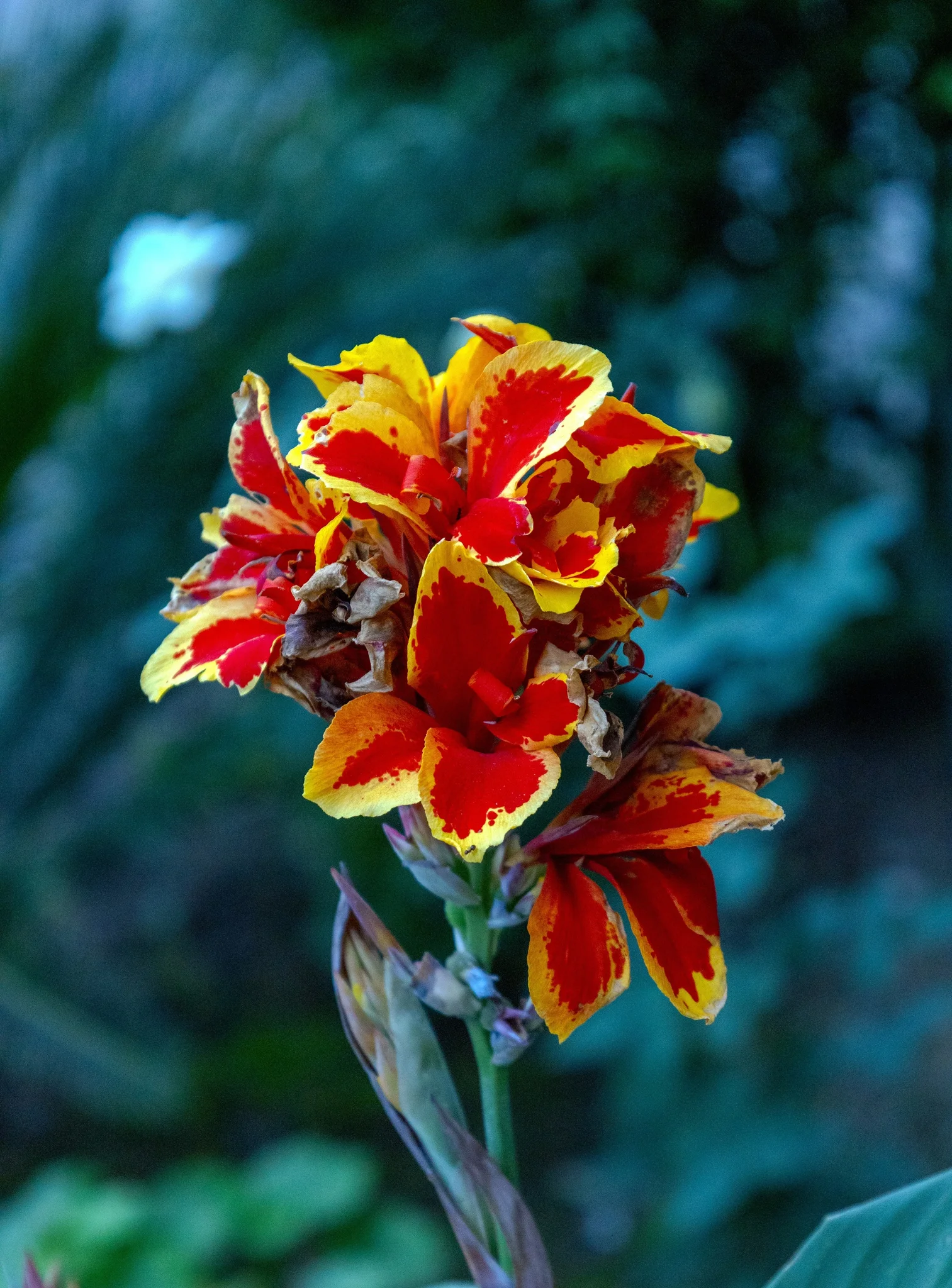 Ember