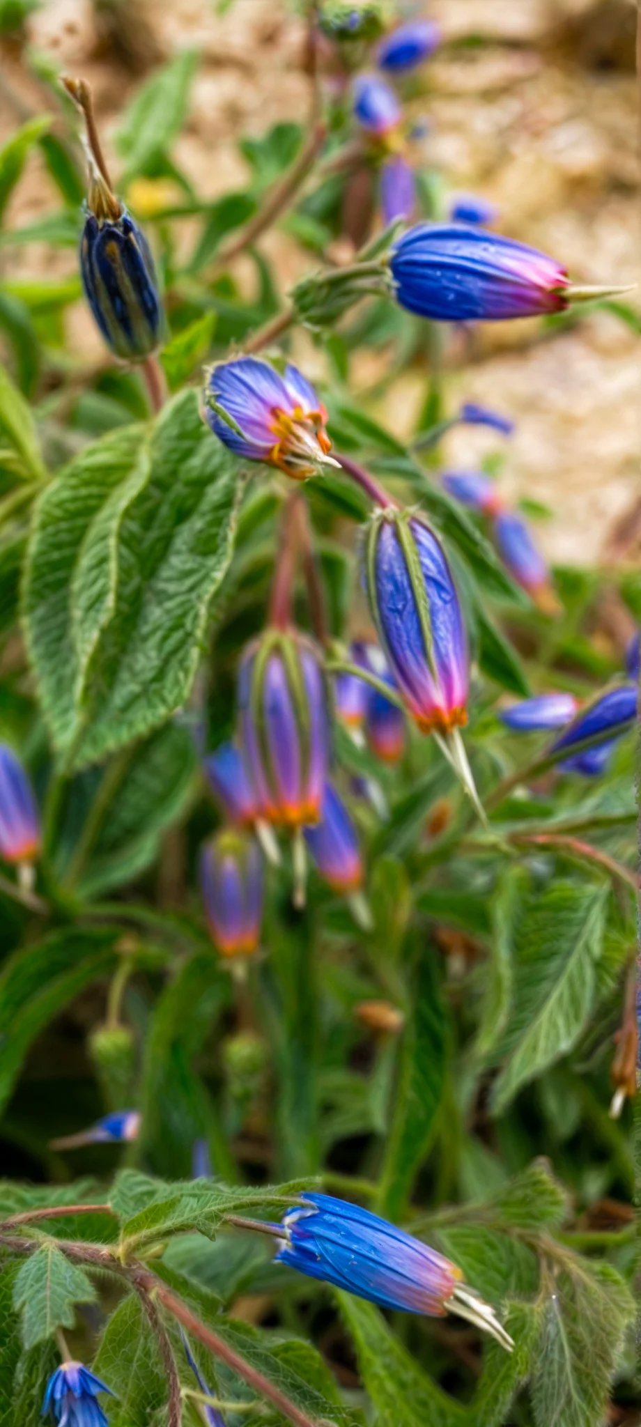 Zagros bells