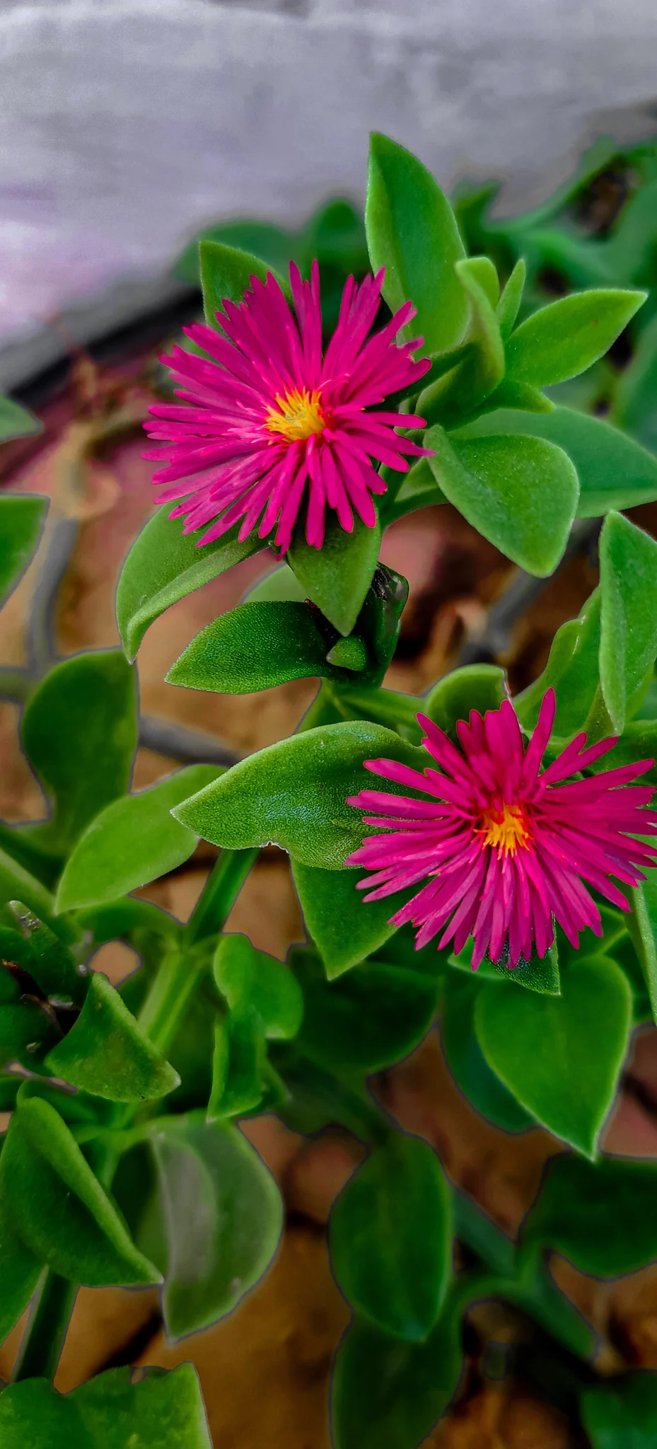 Two little screams of spring