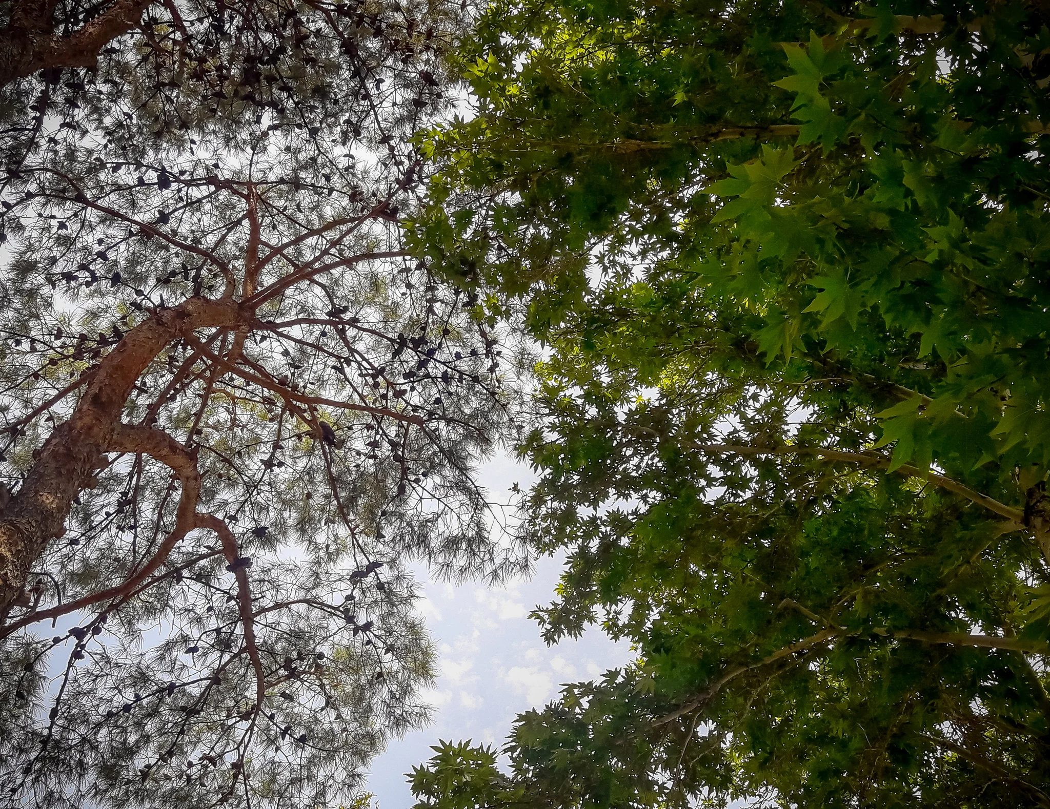 Dual Canopy