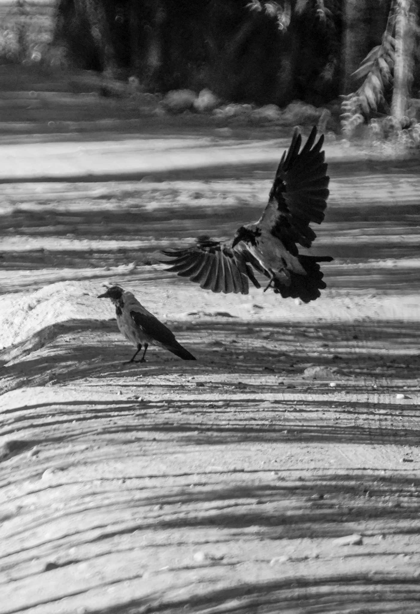 Departure in Monochrome