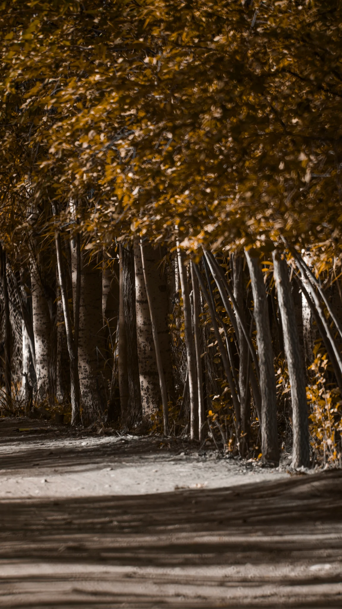 The Golden Corridor