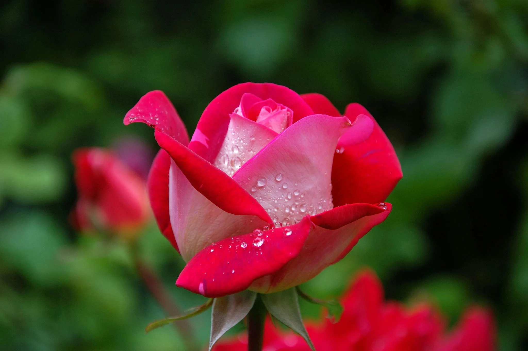 my first rose