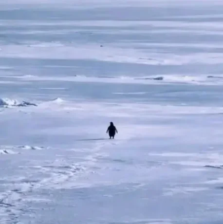 Nietzschean Penguin