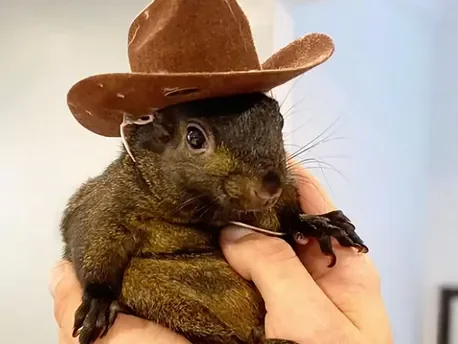 Peanut the Squirrel
